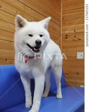 Akita dogs Akita dogs 137885201