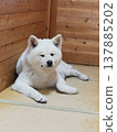 日式房間裡的秋田犬 137885202
