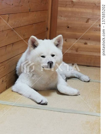 Akita dog in a Japanese-style room 137885202