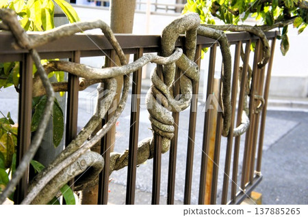 糾結的分支機構 137885265