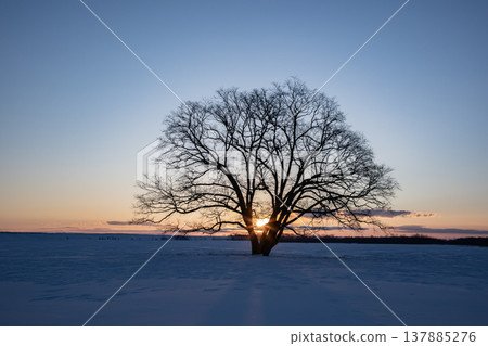 The Great Tree at Dawn The Great Tree at Dawn 137885276