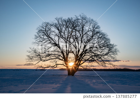 The Great Tree at Dawn The Great Tree at Dawn 137885277