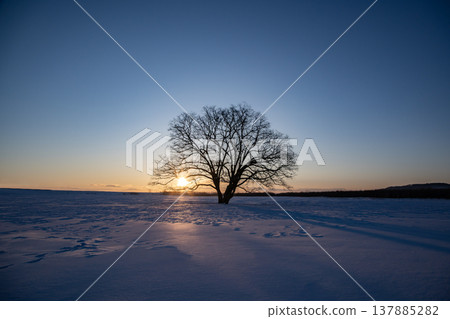 黎明時分的大樹 黎明時分的大樹 137885282