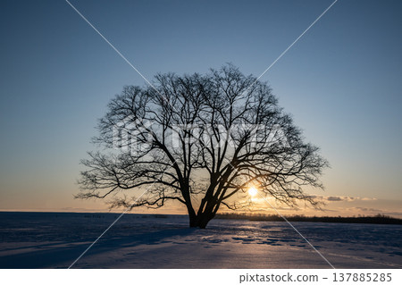 The Great Tree at Dawn The Great Tree at Dawn 137885285