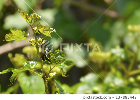 Japanese beetles crawling on Japanese knotweed in June 137885442