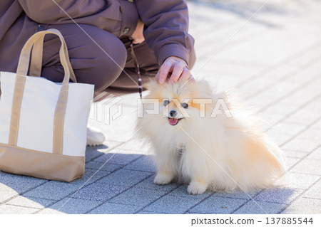 A Pomeranian taking a walk A Pomeranian taking a walk 137885544