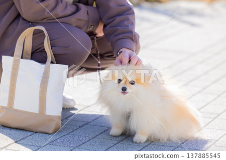 一隻博美犬正在散步 137885545