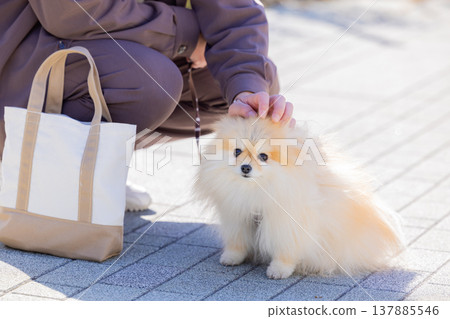 A Pomeranian taking a walk A Pomeranian taking a walk 137885546