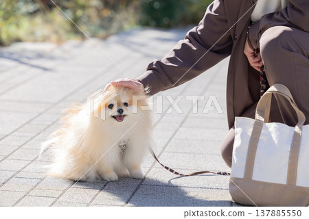一隻博美犬正在散步 137885550