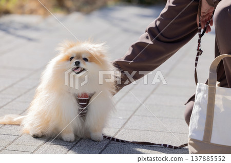 A Pomeranian taking a walk A Pomeranian taking a walk 137885552