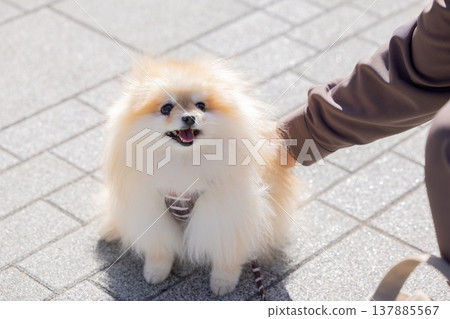 A Pomeranian taking a walk A Pomeranian taking a walk 137885567