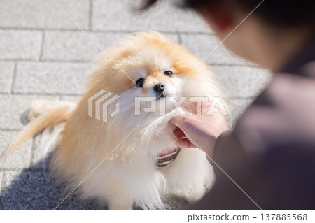 A Pomeranian taking a walk A Pomeranian taking a walk 137885568