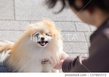 一隻博美犬正在散步 137885572