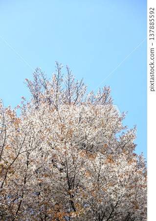 Cherry blossoms in full bloom (vertical orientation) Cherry blossoms in full bloom (vertical orientation) 137885592