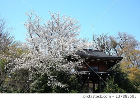 櫻花盛開 櫻花盛開 137885593