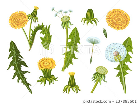 Cartoon dandelions. Fluffy yellow flowers, summer or spring meadow plants, different parts, leaves, stems, buds, blowballs, natural flora decorative elements splendid vector isolated set Cartoon dandelions. Fluffy yellow flowers, summer or spring meadow plants, different parts, leaves, stems, buds, blowballs, natural flora decorative elements splendid vector isolated set 137885601