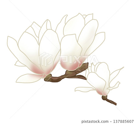 玉蘭花在早春盛開,花朵碩大,潔白美麗。 玉蘭花在早春盛開,花朵碩大,潔白美麗。 137885607