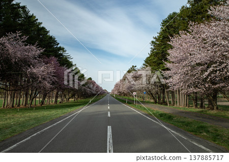 Cherry blossom trees on twenty-way road 137885717