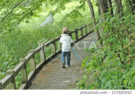 A boy is catching insects with a net in his hand. A boy is catching insects with a net in his hand. 137885892