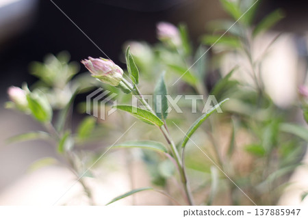 Sage buds, macro, soft bokeh, plant background. Sage buds, macro, soft bokeh, plant background. 137885947