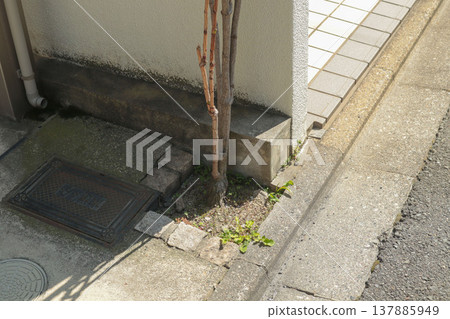 Unlucky direction (northeast), withered garden trees, exterior corner, house background. 137885949