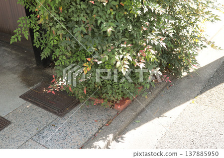 The unlucky direction (northeast), Nandina, overgrown garden trees, exterior corner background. The unlucky direction (northeast), Nandina, overgrown garden trees, exterior corner background. 137885950