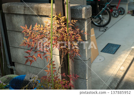 辟邪物（和服）：南天竹、秋葉、入口外觀、日式房屋背景。 137885952