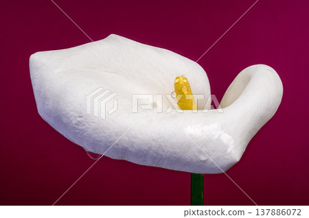 White Calla Lily Flower With Water Drops On Magenta Background White Calla Lily Flower With Water Drops On Magenta Background 137886072