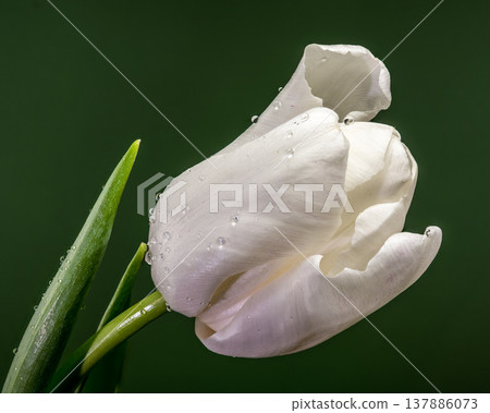 White tulip flower with water drops on dark green background White tulip flower with water drops on dark green background 137886073