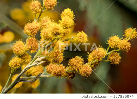 Macro Of Yellow Mimosa Acacia Dealbata Flowers On Branch Macro Of Yellow Mimosa Acacia Dealbata Flowers On Branch 137886074