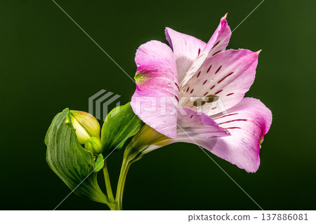 Beautiful Pink Alstroemeria Flowers with Water Drops on Green Background Beautiful Pink Alstroemeria Flowers with Water Drops on Green Background 137886081