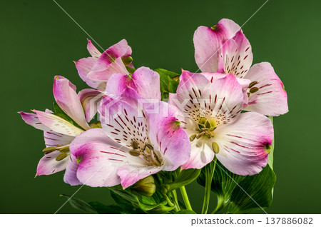 Beautiful Pink Alstroemeria Flowers with Water Drops on Green Background Beautiful Pink Alstroemeria Flowers with Water Drops on Green Background 137886082