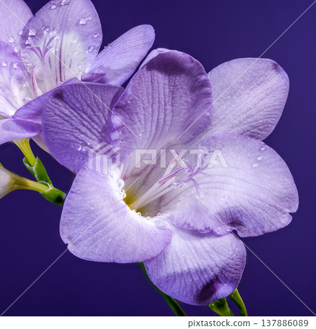 Purple Freesia Flower Branch with Water Drops on Purple Background Purple Freesia Flower Branch with Water Drops on Purple Background 137886089