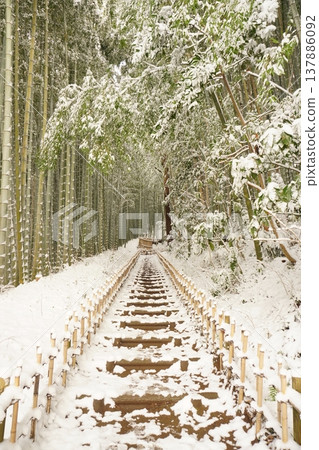 千葉縣佐倉市日和通坂的竹林,被蓬鬆的積雪覆蓋。 Ver3 千葉縣佐倉市日和通坂的竹林,被蓬鬆的積雪覆蓋。 Ver3 137886092