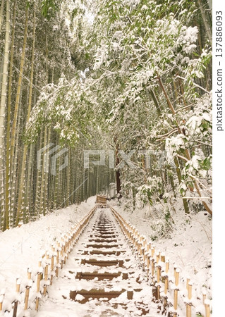A view of the bamboo grove on Hiyodori-zaka in Sakura City, Chiba Prefecture, covered in fluffy snow. Ver2 A view of the bamboo grove on Hiyodori-zaka in Sakura City, Chiba Prefecture, covered in fluffy snow. Ver2 137886093