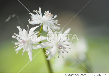 黃連花的特寫 黃連花的特寫 137886134