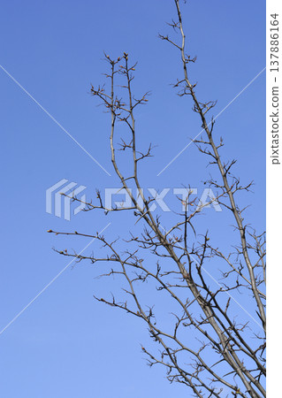 Cockspur hawthorn Cockspur hawthorn 137886164