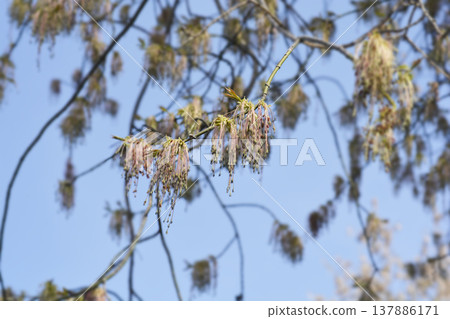 Boxelder maple Boxelder maple 137886171