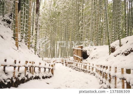 千葉縣佐倉市日和里坂的雪景竹林 - Ver2 千葉縣佐倉市日和里坂的雪景竹林 - Ver2 137886309
