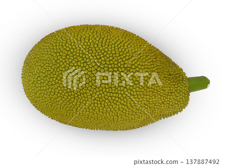 Jackfruit Isolated Jackfruit Isolated 137887492
