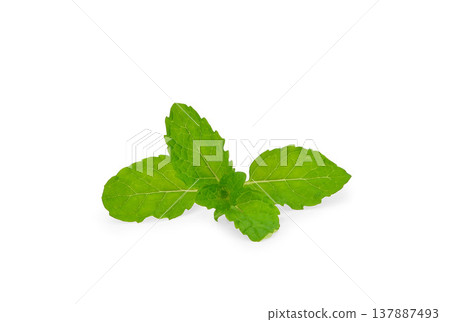 Fresh spearmint leaves  (Mint, peppermint) 137887493