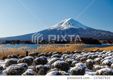 Early spring lavender fields and Mount Fuji at Oishi Park, Lake Kawaguchi Early spring lavender fields and Mount Fuji at Oishi Park, Lake Kawaguchi 137887910