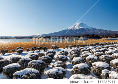 Early spring lavender fields and Mount Fuji at Oishi Park, Lake Kawaguchi 137887913