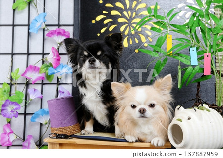 Summer background with fireworks and Tanabata decorations: a friendly black and white Chihuahua. 137887959