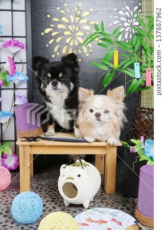 Summer Tanabata decorations and fireworks: A photo of two friendly Chihuahuas. Summer Tanabata decorations and fireworks: A photo of two friendly Chihuahuas. 137887962