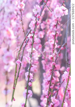 粉紅色的垂枝梅花 粉紅色的垂枝梅花 137888422