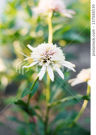 Closeup of Cherry Fluff echinacea flower head Closeup of Cherry Fluff echinacea flower head 137888530
