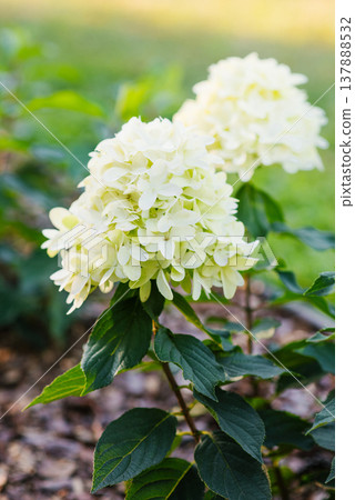 Paniculata Hydrangea Skyfall With White Blossoms Paniculata Hydrangea Skyfall With White Blossoms 137888532