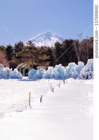西湖野鳥森林公園、西湖冰樹節、富士河口湖町 西湖野鳥森林公園、西湖冰樹節、富士河口湖町 137888682