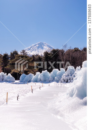 西湖野鳥森林公園、西湖冰樹節、富士河口湖町 西湖野鳥森林公園、西湖冰樹節、富士河口湖町 137888683